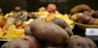 variedad de papa “INIA 332 - Perú Bicentenario”