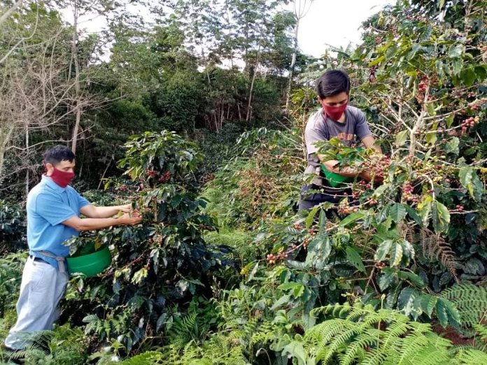 agricultores