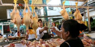 Economista asegura que precio del pollo caerá Pollo