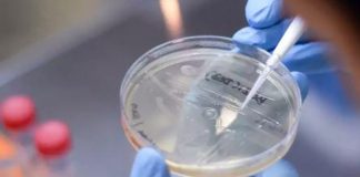 Variante de coronavirus