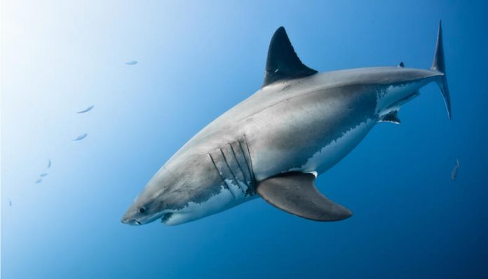 Médico se propuso como objetivo retener el flujo sanguíneo de la arteria femoral para salvaguardar las vidas.