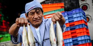 Pesca
