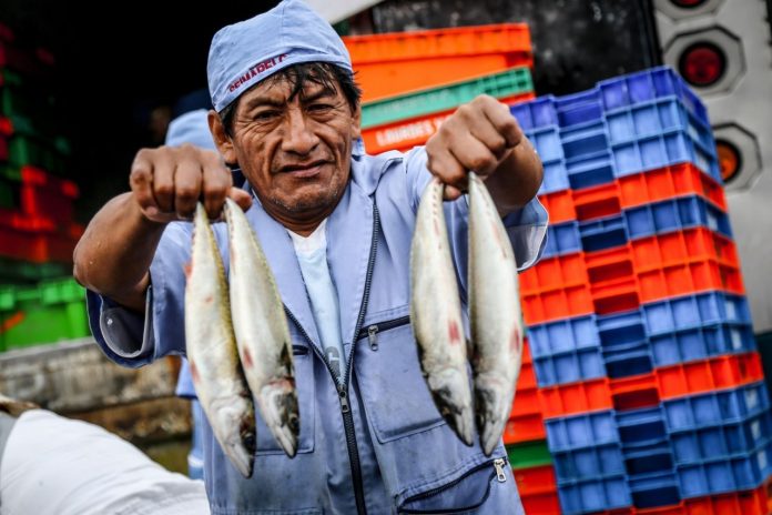Pesca
