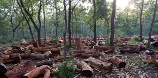 Deforestación