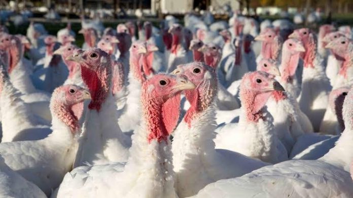 pavos
