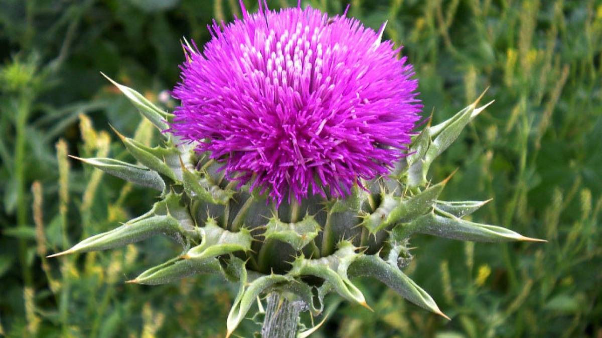 Cardo mariano