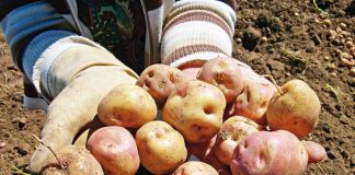 Agua de papa aporta 75% de antioxidantes La papa