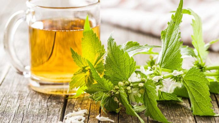 Infusiones