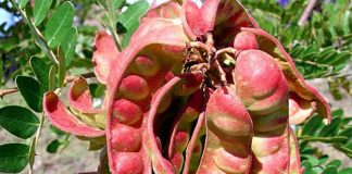 Tara: eficaz para aliviar malestares en la garganta y resfriados La tara