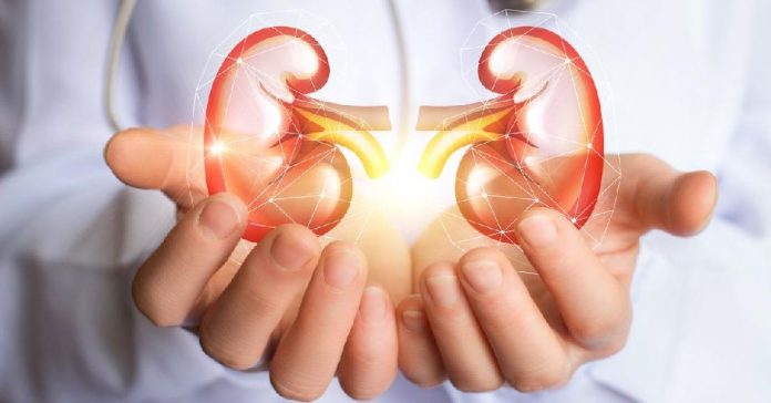 Doctor supports kidneys healthy concept design .
