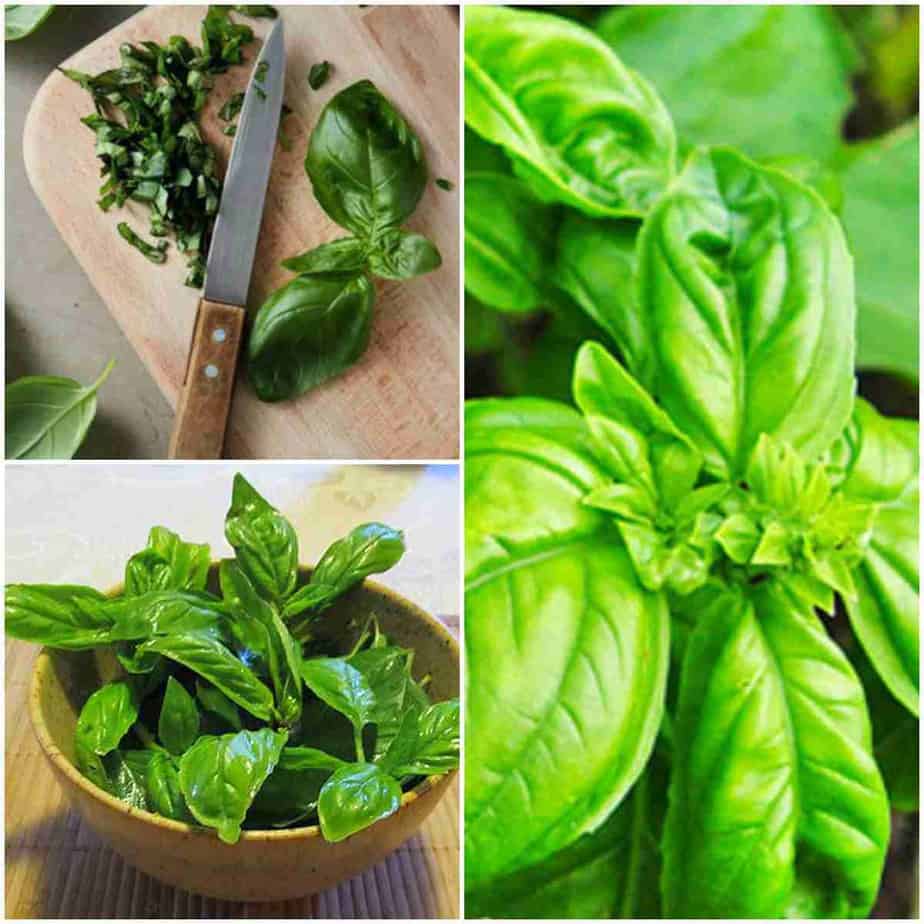 albahaca