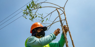 Más de 1,400 árboles fueron plantados en ampliación del Metropolitano