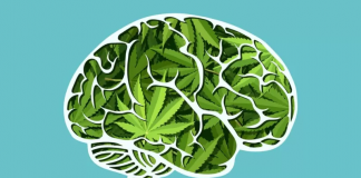 ¿Cómo el consumo de marihuana afecta nuestra mente?