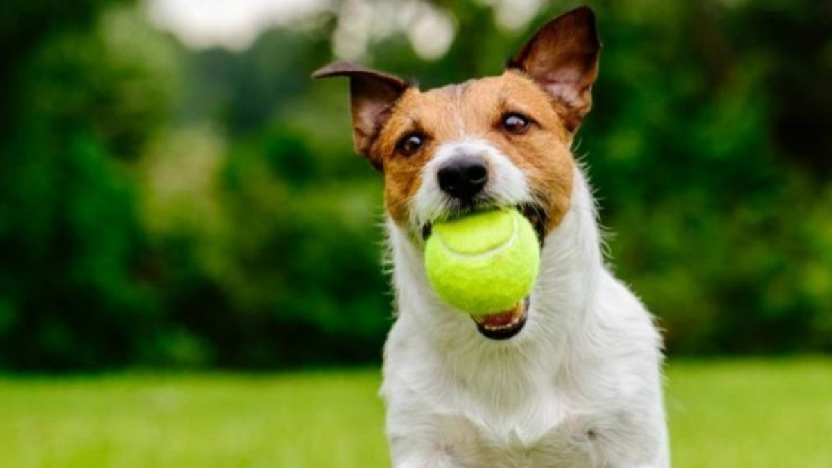 Mascota: Lanzar una pelota