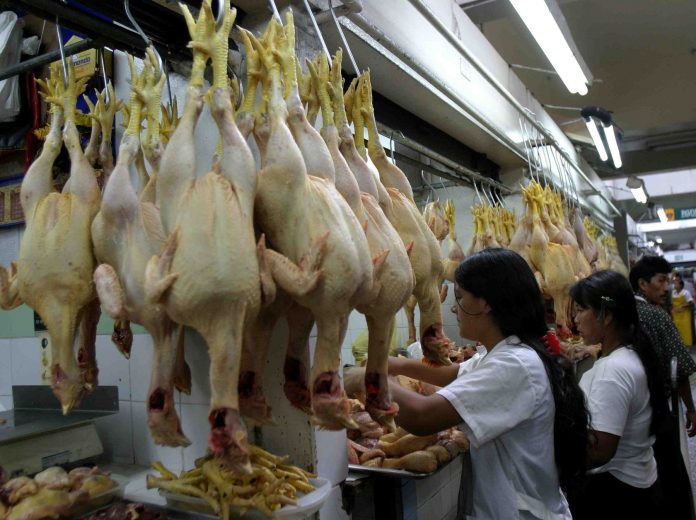 Pollo