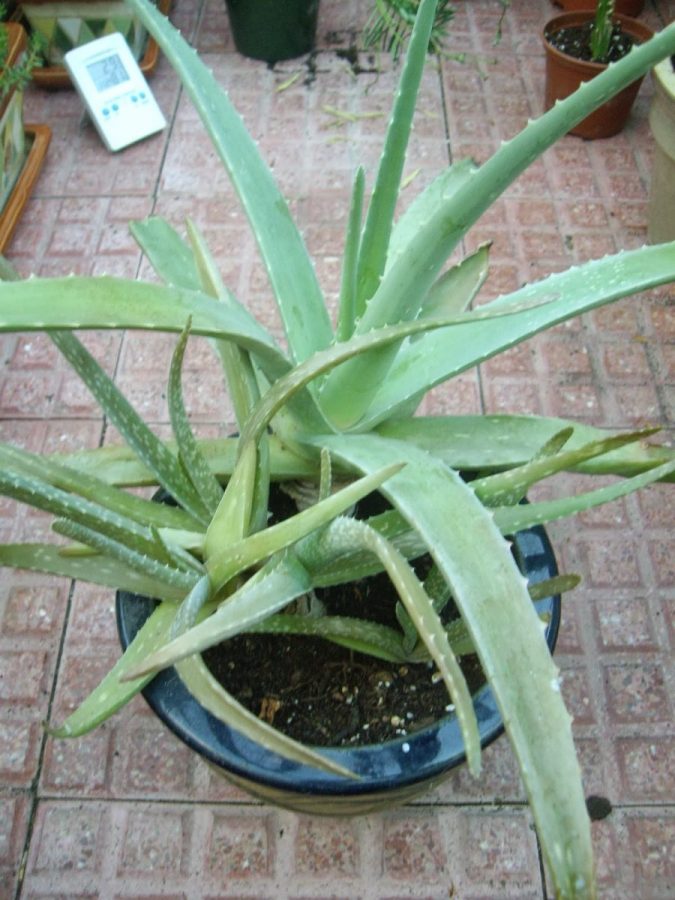 Hojas alargadas o puntiagudas