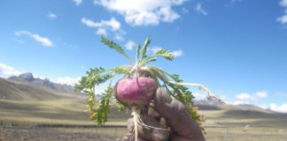 Maca roja ayuda a reducir el tamaño de la próstata maca