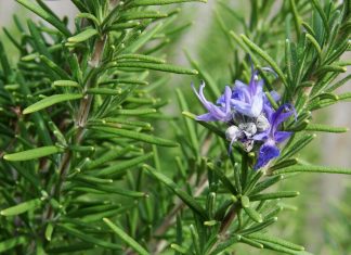 Plantas para el bienestar físico y mental Plantas