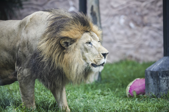 El león Sultán del Parque de las Leyendas