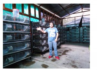 Alfredo Vargas mostrando Jaulas de 5 pisos para el manejo de los cuyes