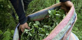 Colombia se pregunta si llegó la hora de legalizar la cocaína
