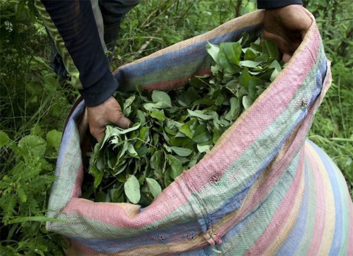Colombia se pregunta si llegó la hora de legalizar la cocaína