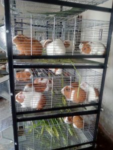 Crianza técnica del cuy en JAULAS METÁLICAS
