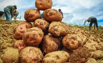 Papas
