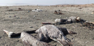 Intensificarán vigilancia para prevenir contagios de influenza aviar