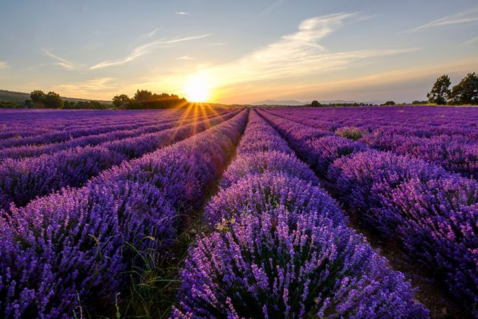 La lavanda