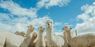 alpaca