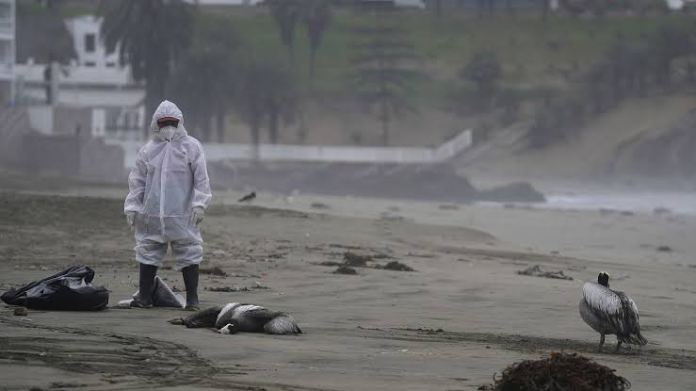 Casos de influenza aviar están descendiendo y ya no cerrarán las playas