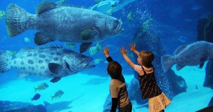 PARQUE DE LA IMAGINACIÓN CUENTA CON EL ACUARIO MÁS GRANDE DE LIMA