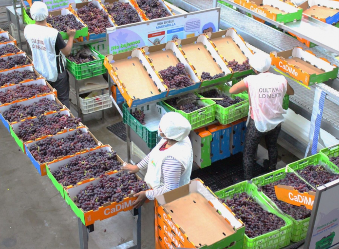 Agroexportadoras de Ica suspenden labores por ataque y bloqueo de Panamericana