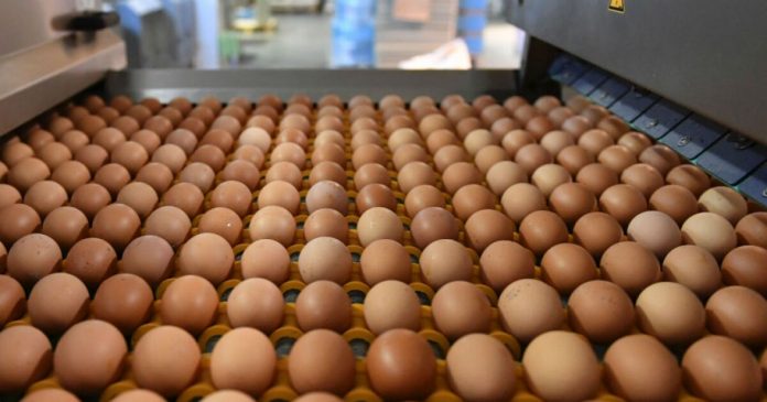 NO HAY ABASTECIMIENTO DE HUEVO AL SUR DEL PAÍS