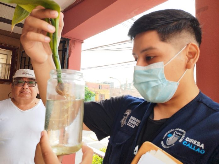 Diresa Callao prevé brotes de dengue y realiza control vectorial