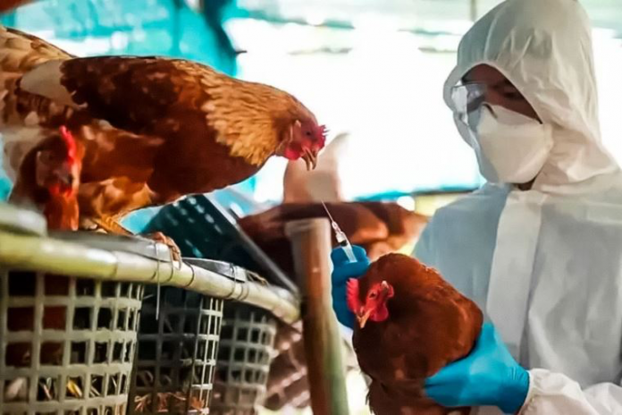 Perú en alerta ante posibilidad de que se presenten casos de gripe aviar en humanos Perú en alerta ante posibilidad de que se presenten casos de gripe aviar en humanos