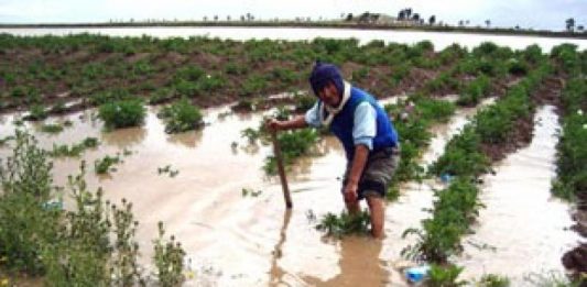 SEGURO AGRARIO CATASTRÓFICO (SAC)