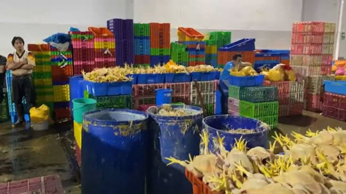 Clausuran cuatro locales que comercializan pollos en condiciones insalubres Clausuran cuatro locales que comercializan pollos en condiciones insalubres