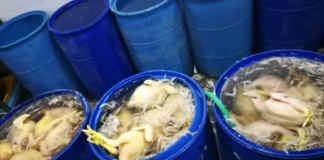 Intervienen centros de acopio insalubres donde se inflaban pollos con agua