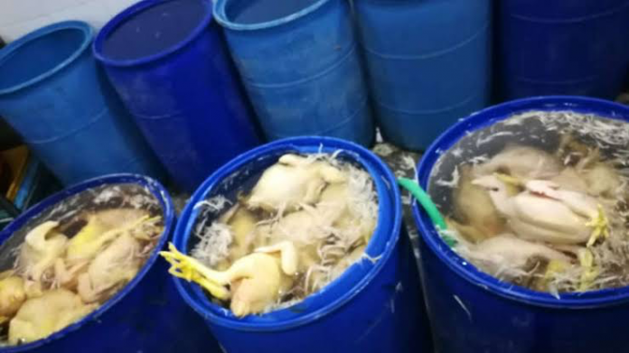Intervienen centros de acopio insalubres donde se inflaban pollos con agua