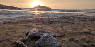 Ventanilla: Abren investigación por el presunto delido de contaminación en las playas