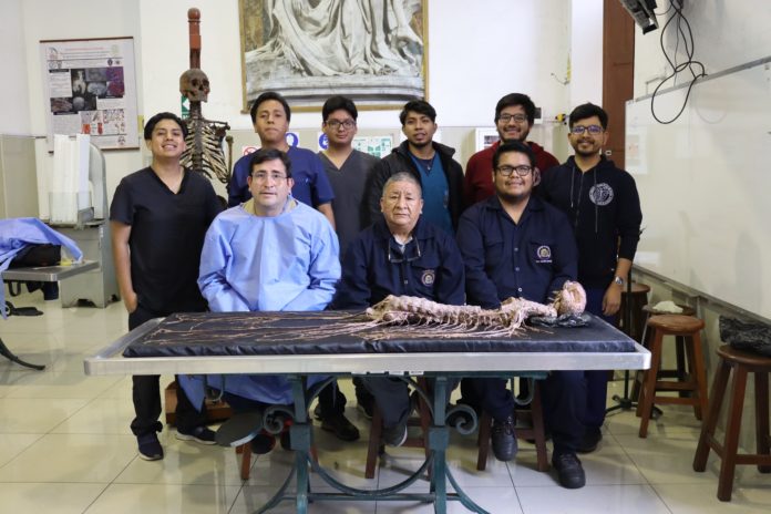 Estudiantes de San Marcos logran diseccionar el sistema nervioso