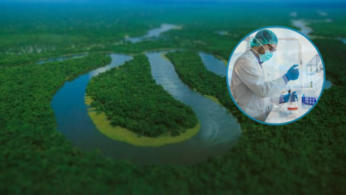 Revolución en la Amazonía: Hallan nueva especie de avispa Revolución en la Amazonía: Hallan nueva especie de avispa