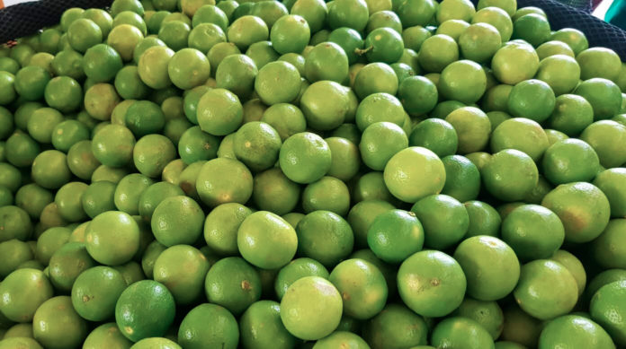 Precios del limón: MEF pide no caer en especulación