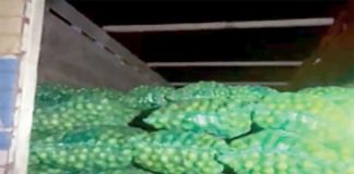 Incautan 280 mallas de limón colombiano por un valor de S/ 159 mil Tumbes