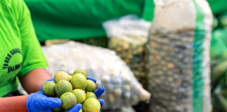 Limón