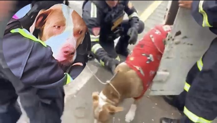 PNP rescata a perro pitbull que fue encerrado en quiosco