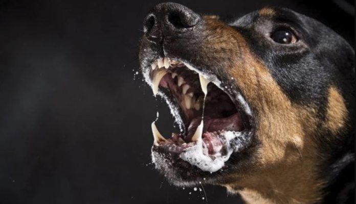 Rabia humana: Conoce qué no debes hacer si te muerde un perro