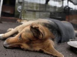 Vecino de VMT acusado de envenenar a más de 10 mascotas